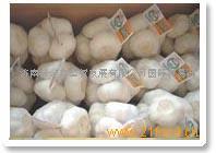 蒜香四溢，藝韻泉城——濟南新金鑫經貿發展的雙核驅動